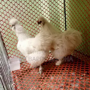 Silkie Chicken Hatching Eggs for Sale