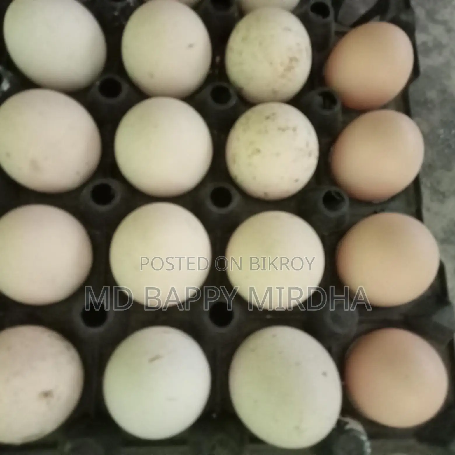 Silkie Chicken Hatching Eggs for Sale