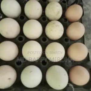 Silkie Chicken Hatching Eggs for Sale