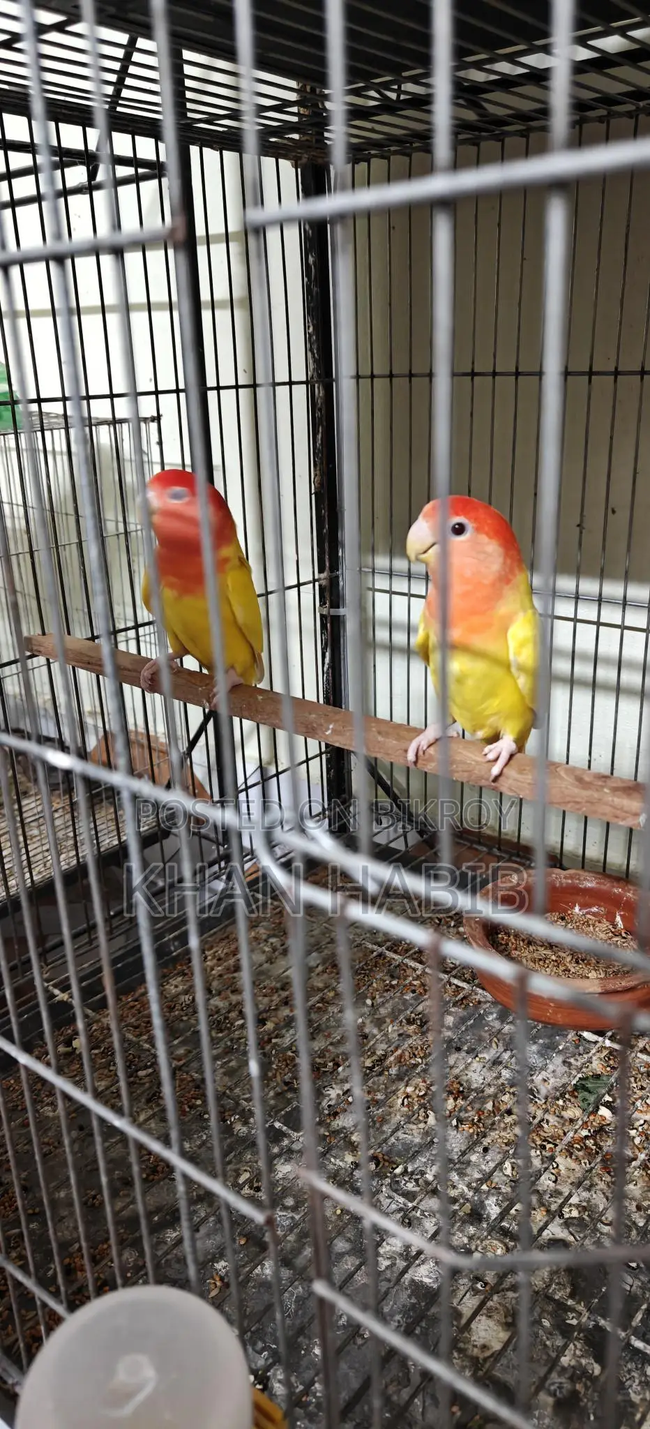 Love Bird