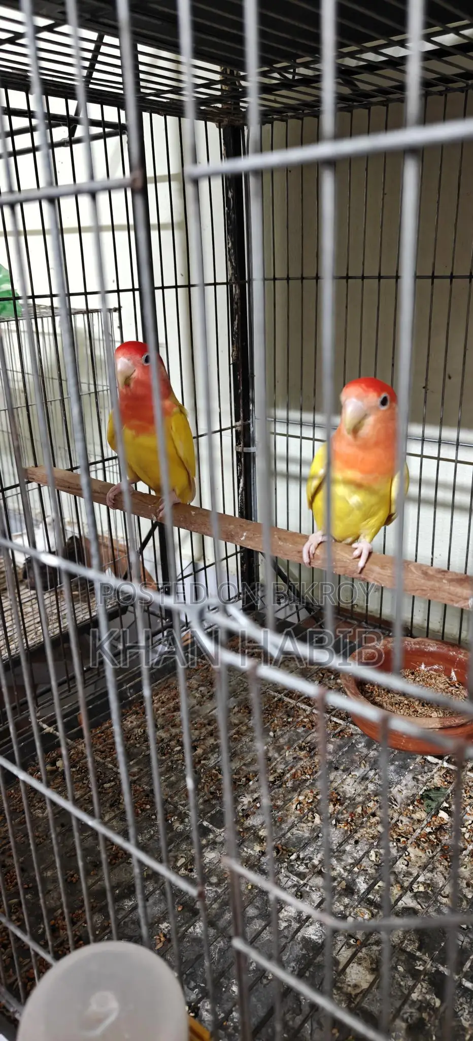 Love Bird