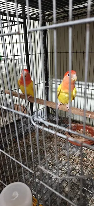 Love Bird