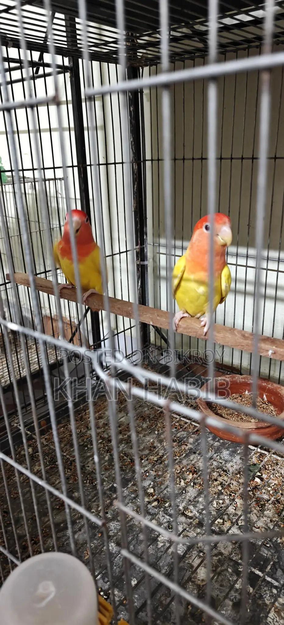Love Bird