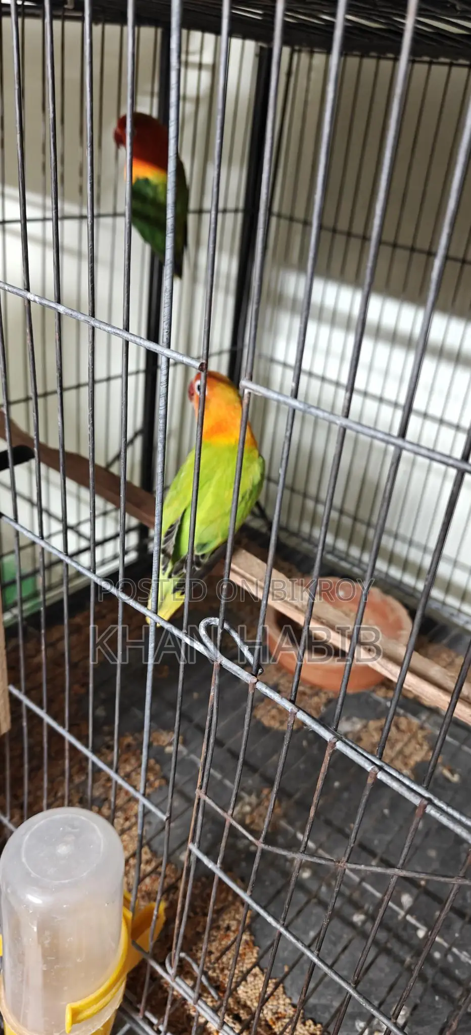 Love Bird
