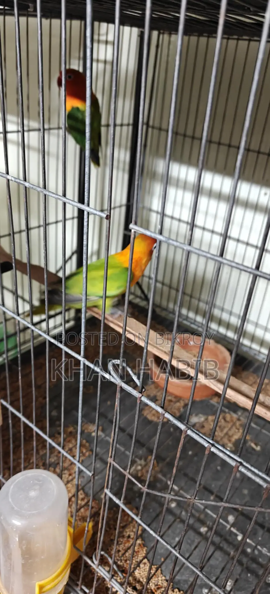 Love Bird