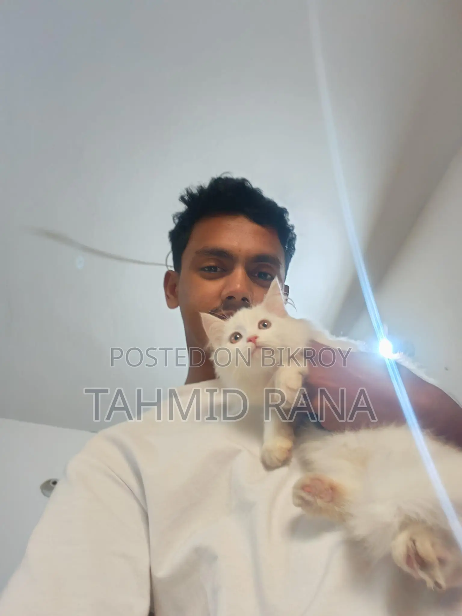 পার্শিয়ান মেয়ে বিড়াল