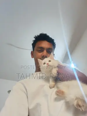 পার্শিয়ান মেয়ে বিড়াল