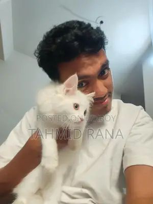পার্শিয়ান মেয়ে বিড়াল