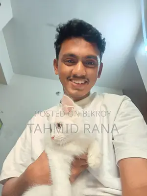 পার্শিয়ান মেয়ে বিড়াল
