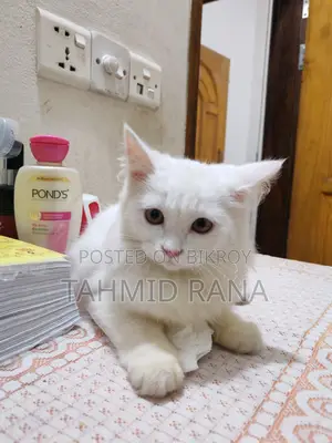 পার্শিয়ান মেয়ে বিড়াল