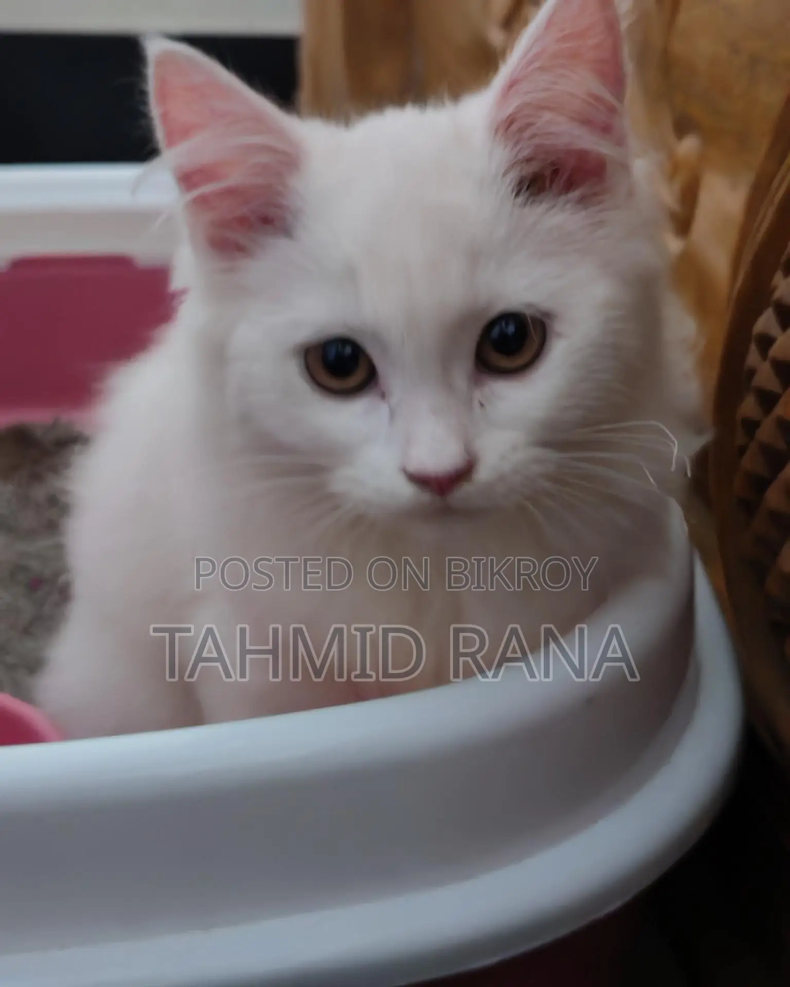 পার্শিয়ান মেয়ে বিড়াল