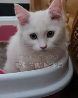 পার্শিয়ান মেয়ে বিড়াল