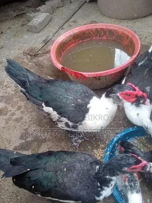 চিনা হাঁস বিক্রি হবে
