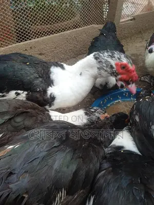 Muscovy Ducks for Sale