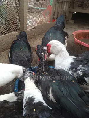 Muscovy Ducks for Sale