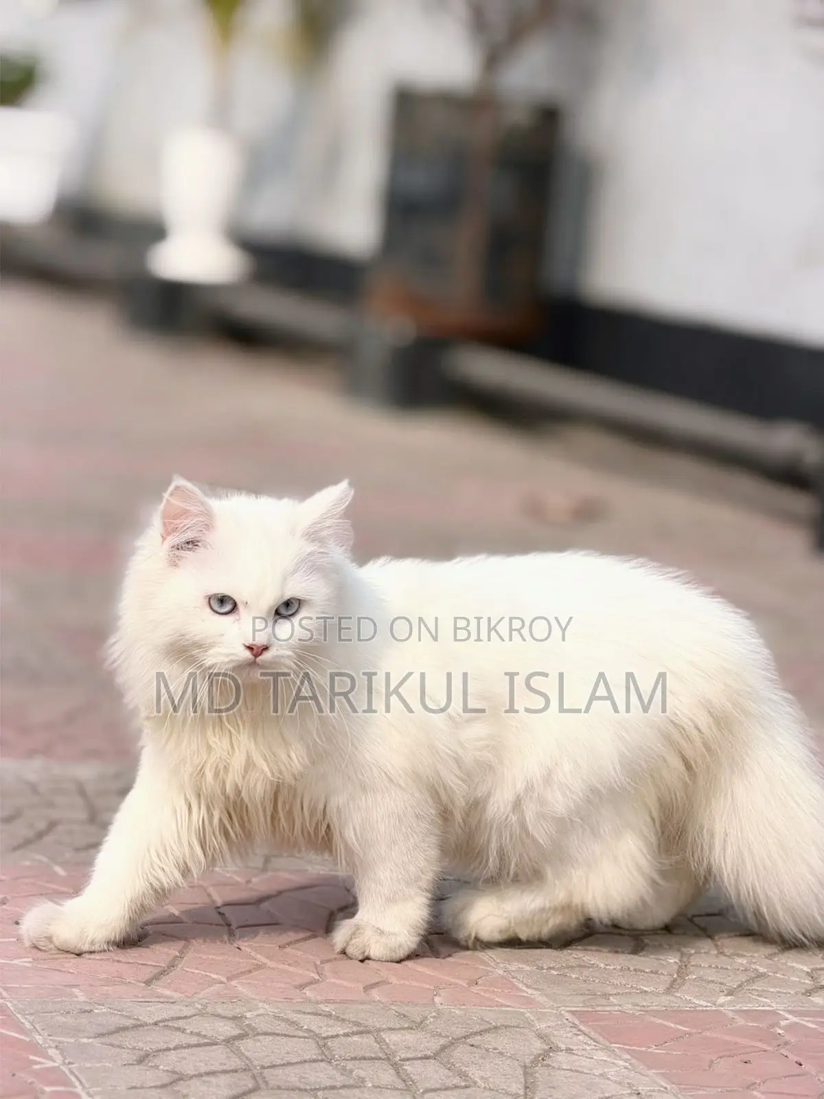 Persian Cat