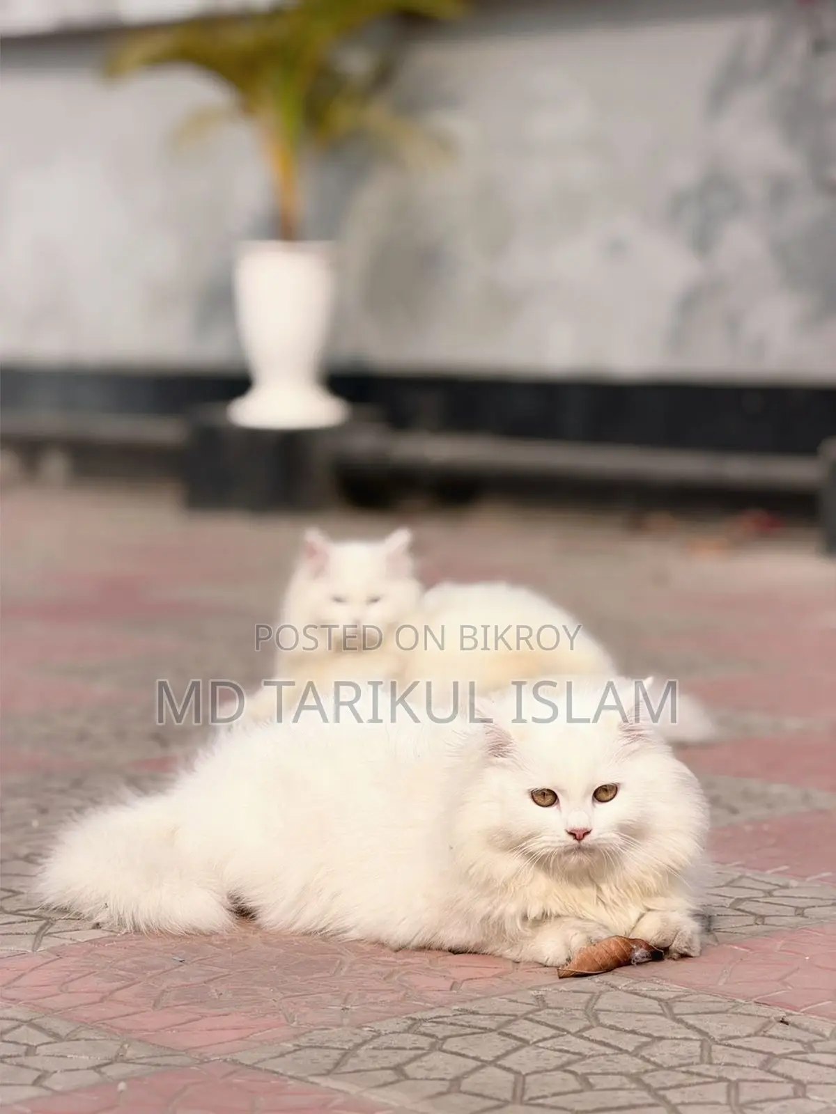 Persian Cat