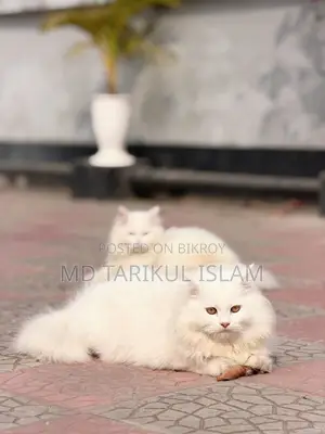 Persian Cat