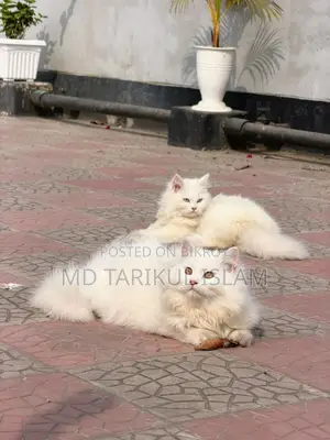 Persian Cat