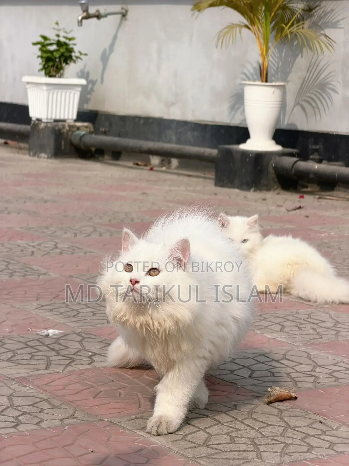 Persian Cat