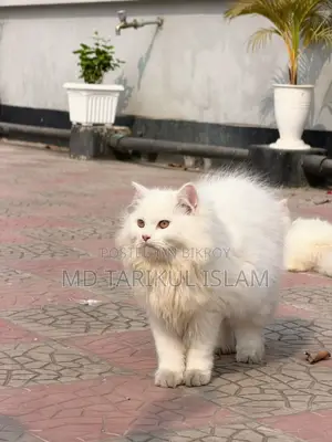 Persian Cat