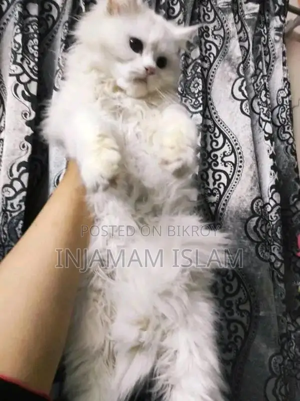 Traditional Persian Long Hair Coat Maletriple