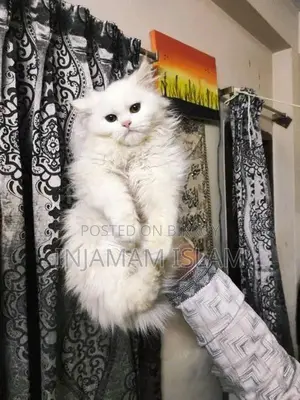 Traditional Persian Long Hair Coat Maletriple