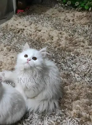 Traditional Persian Long Hair Coat Maletriple