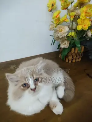 মেল পার্শিয়ান কিটেন