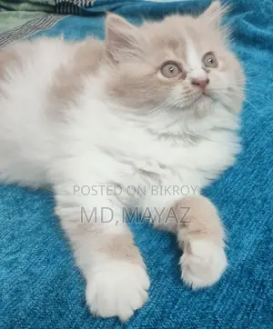 মেল পার্শিয়ান কিটেন