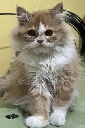 Cat Female