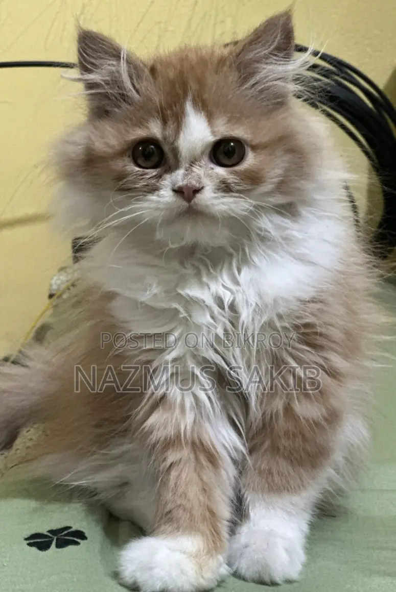 Cat Female