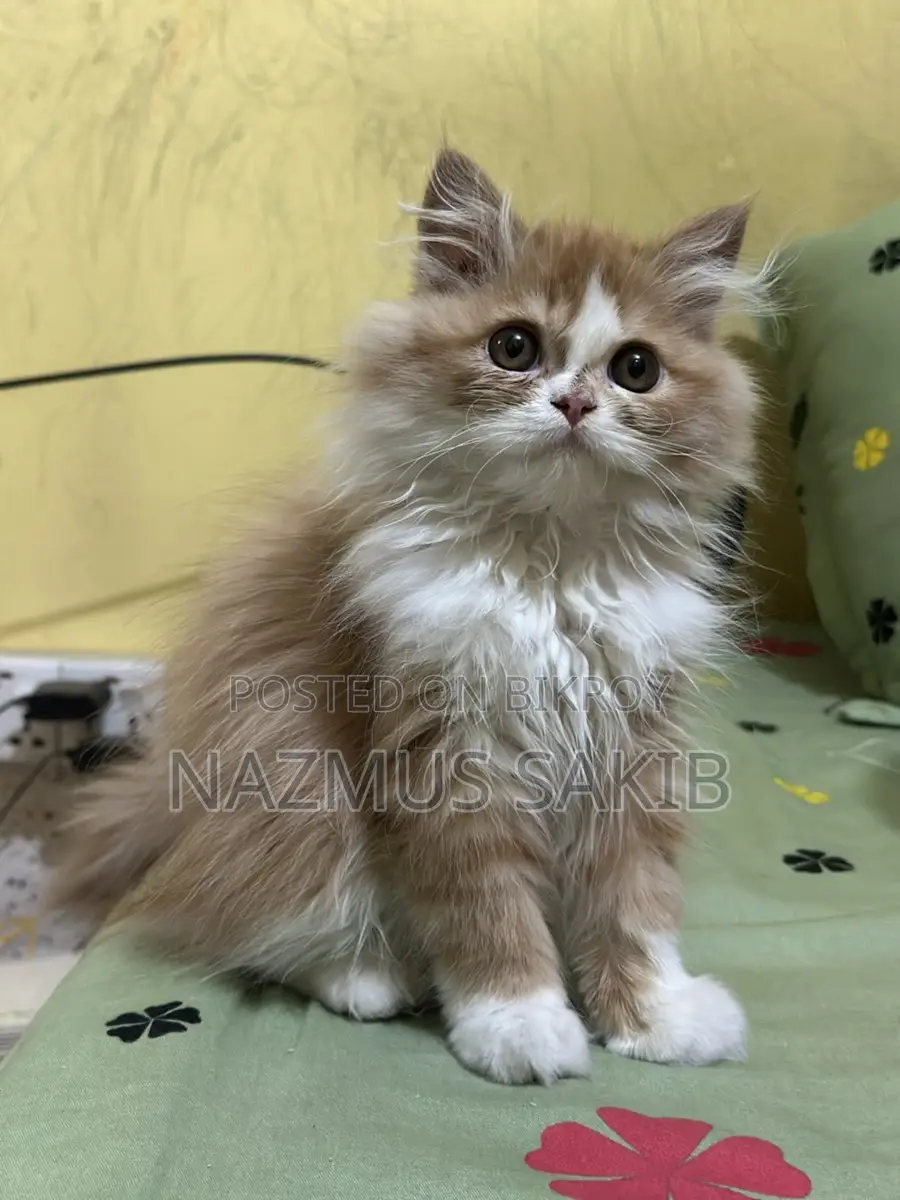Cat Female
