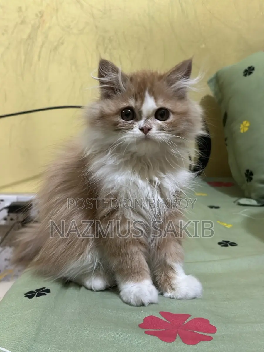 Cat Female