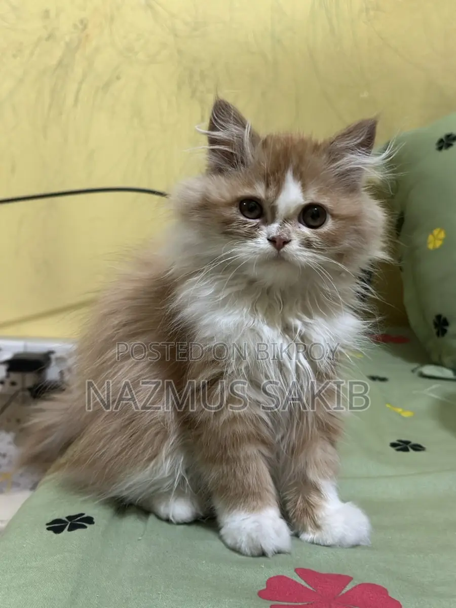 Cat Female
