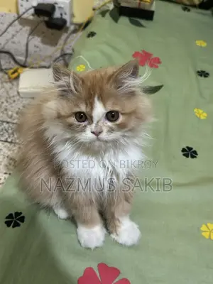 Cat Female