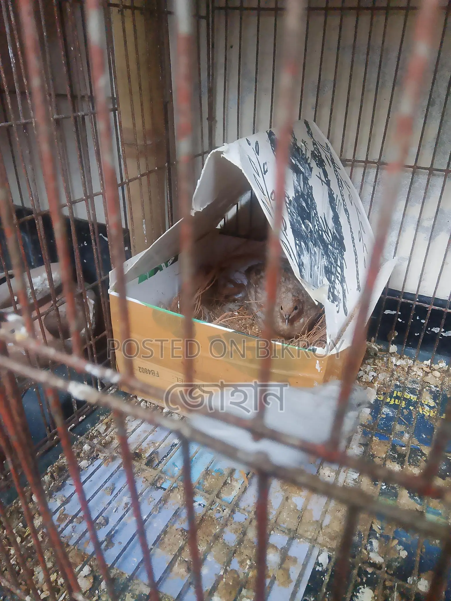 কিং কোয়েল