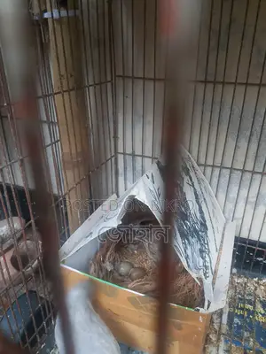 কিং কোয়েল