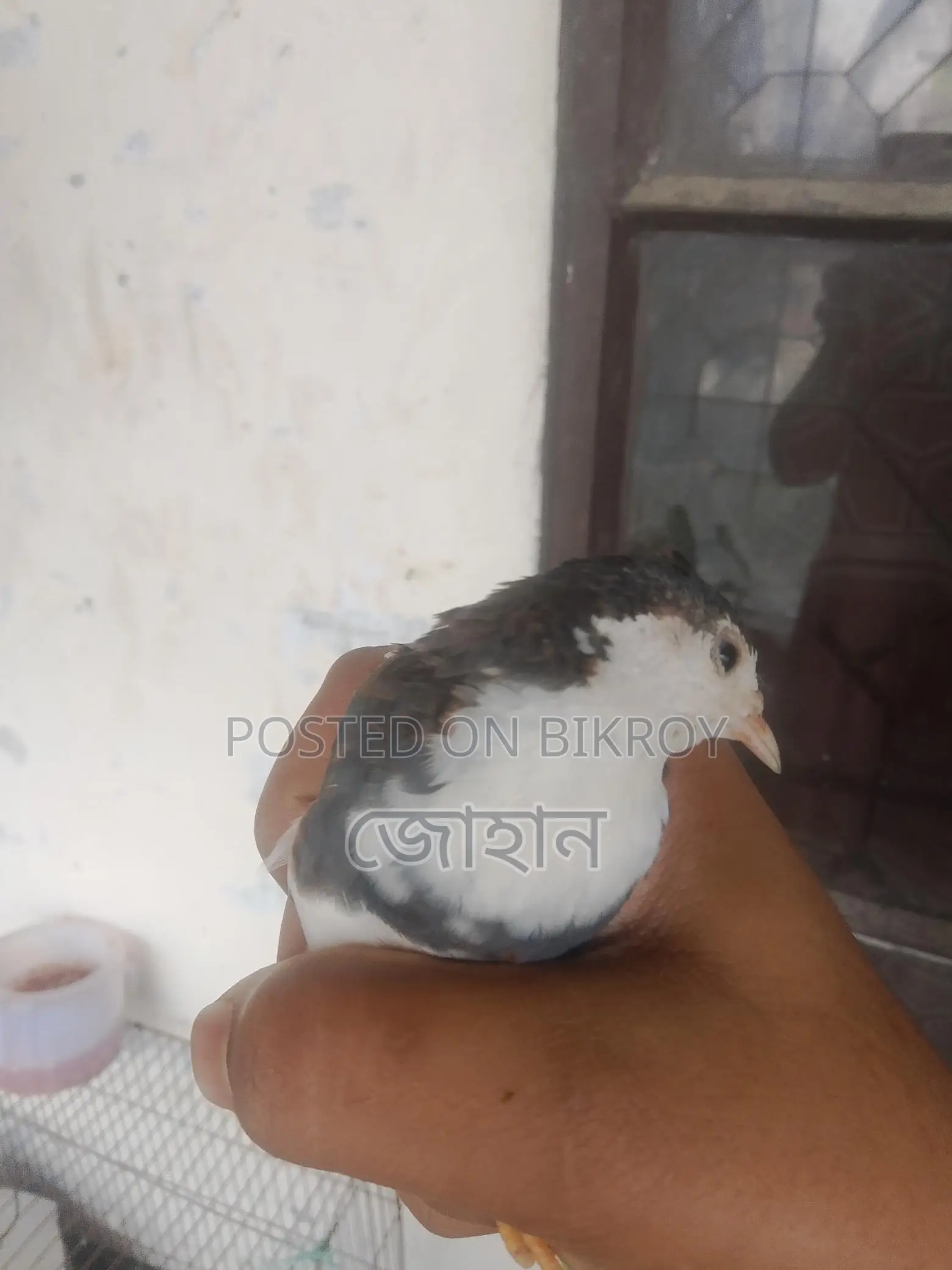 কিং কোয়েল