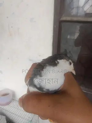 কিং কোয়েল