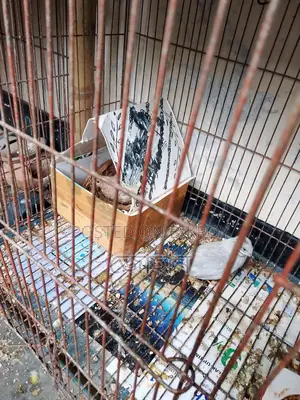 কিং কোয়েল