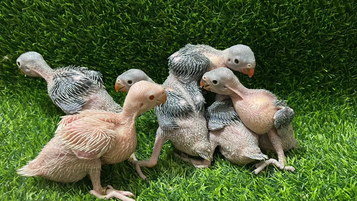 Lutino Ringneck