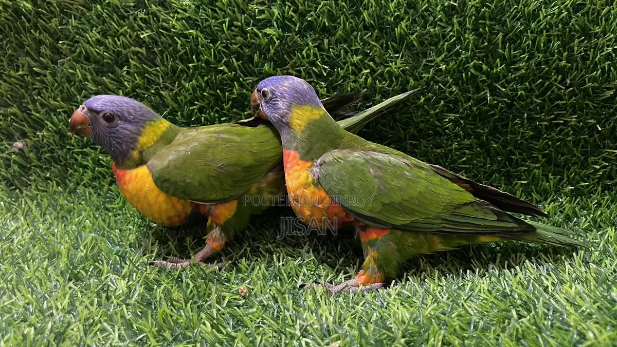 Lutino Ringneck