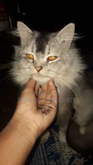 সাইবেরিয়ান বড়ো জাতের বিড়াল