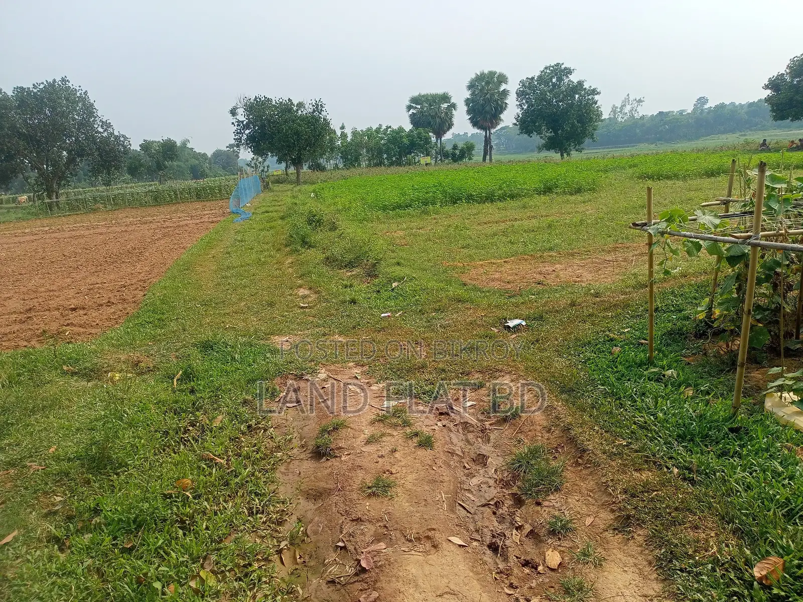 Purchase 6 Katha of Land with Cash or a Five-Year Installment Plan