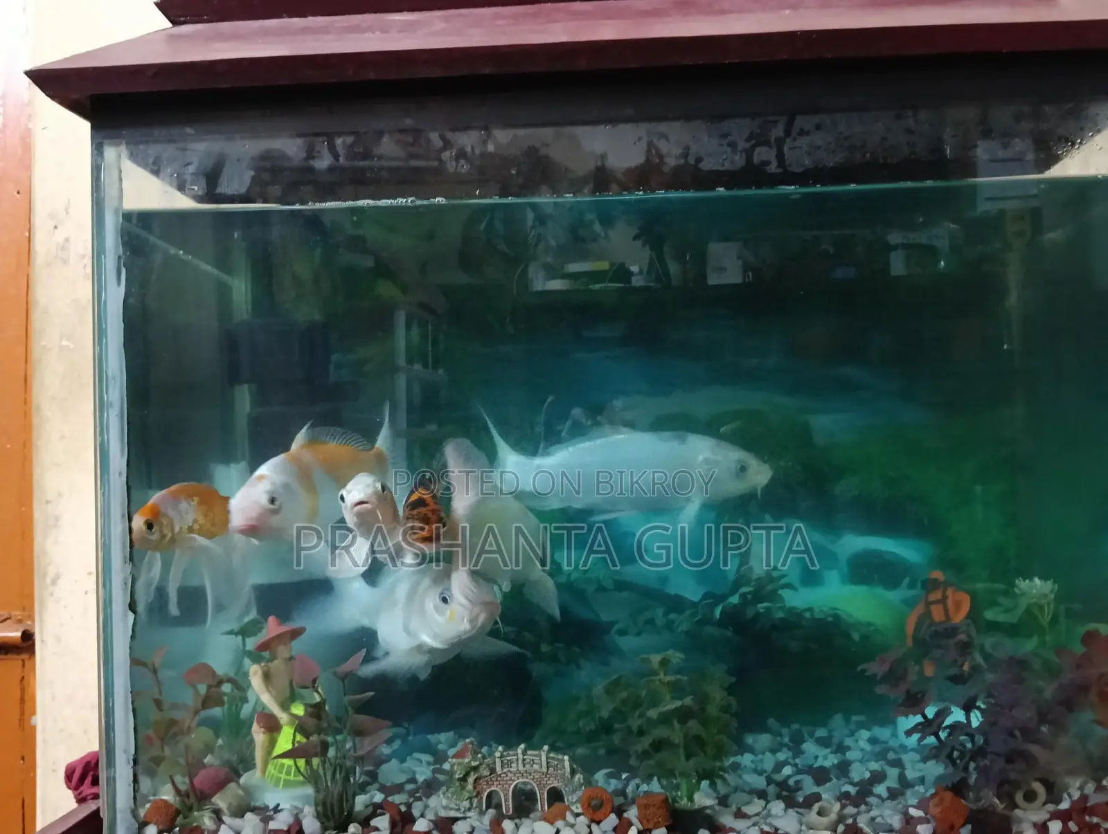 Aquarium For Sale