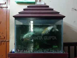 Aquarium For Sale