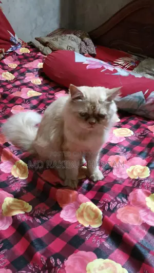 পার্সিয়ান মেইল+মিক্সড ফিমেল ২ টাই সেল হবে
