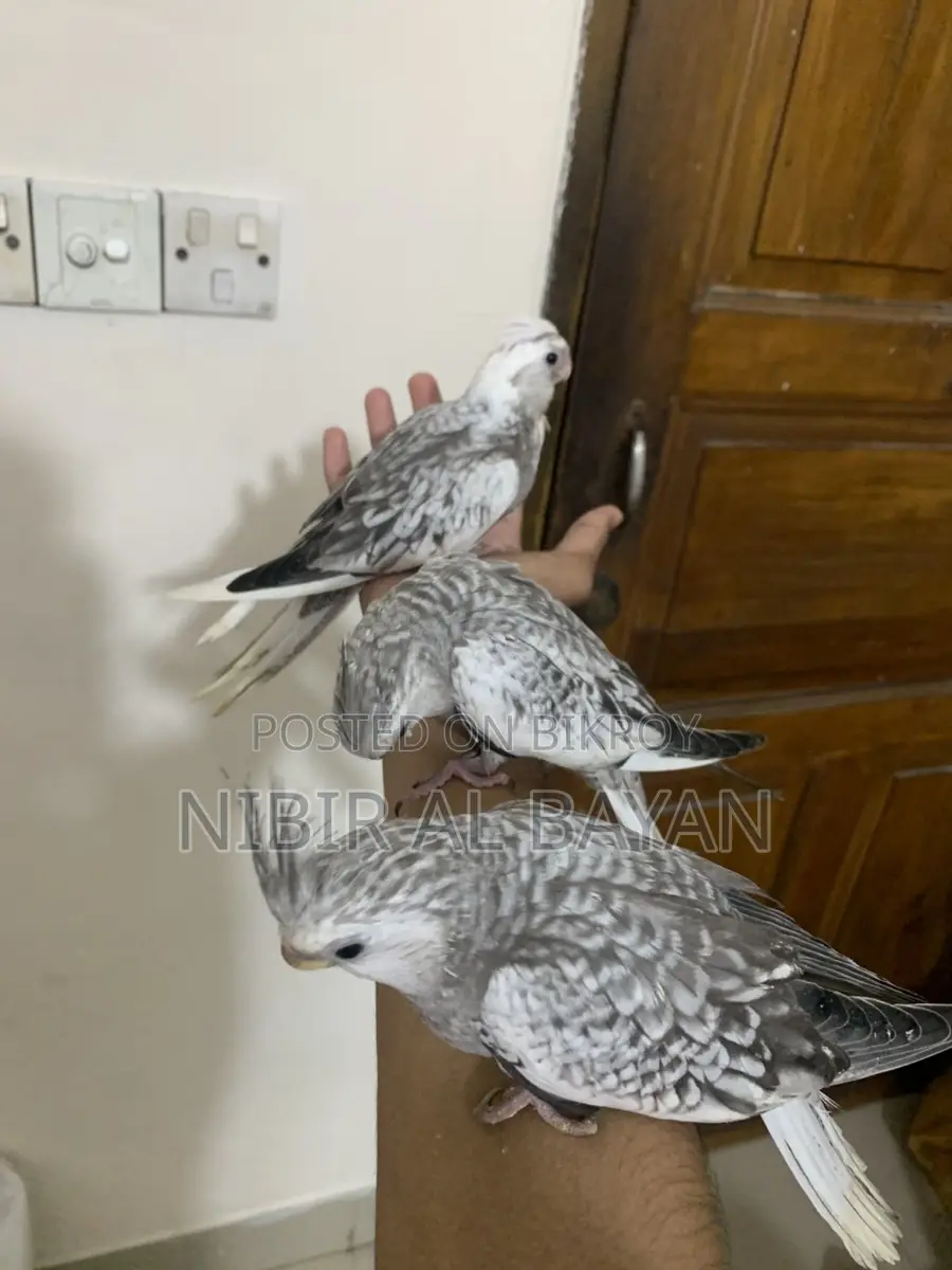 Cokatail Full Tame Albino Chinamon Bird