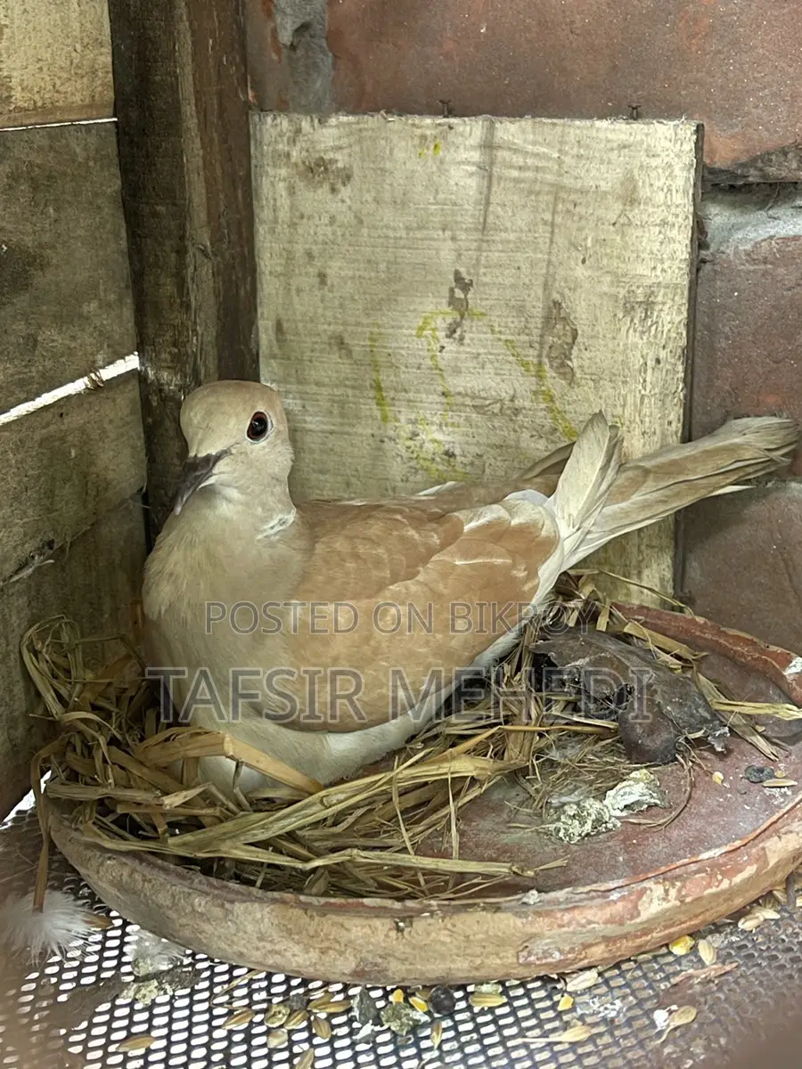 রানিং মহিলা ঘুঘু